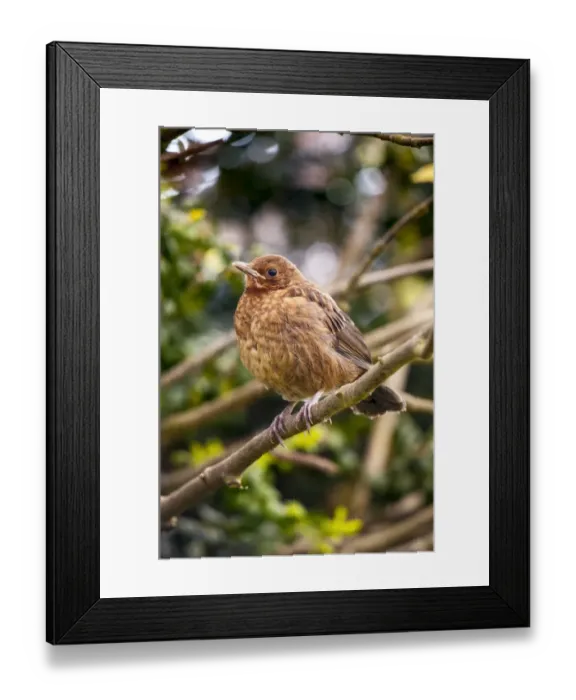 Framed Print : European Blackbird (Turdus merula) juvenile, newly fledged, waiting to be fed, perched on twig in garden, Thirsk Framed Print : European Blackbird (Turdus merula) juvenile, newly fledged, waiting to be fed, perched on twig in garden, Thirsk