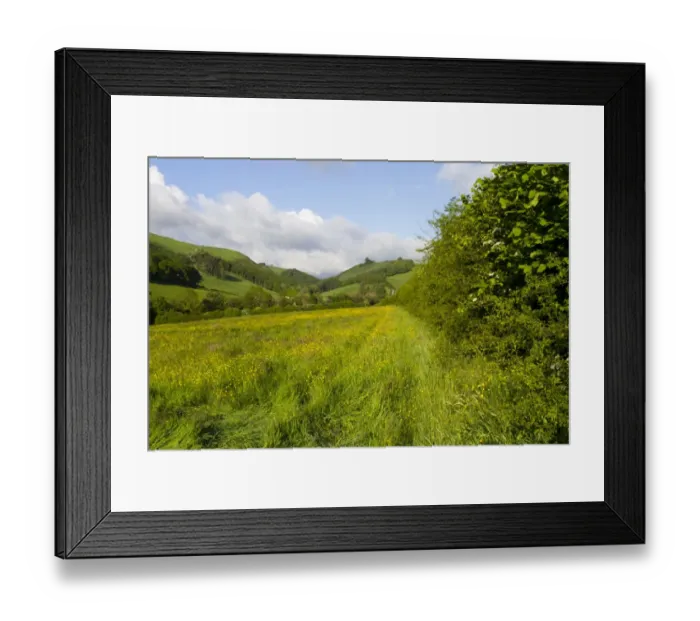 Framed Print : Hedgerow and hay meadow on organic farm, Powys, Wales, June