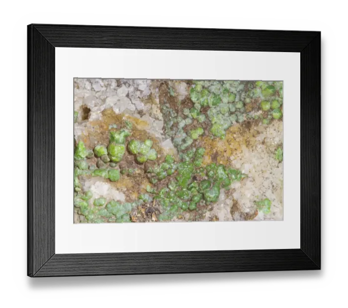 Framed Print : Minerals, Pyromorphite (Lead chlorophosphate) green crystalline mineral on quartz, from Mid-Wales orefield Framed Print : Minerals, Pyromorphite (Lead chlorophosphate) green crystalline mineral on quartz, from Mid-Wales orefield