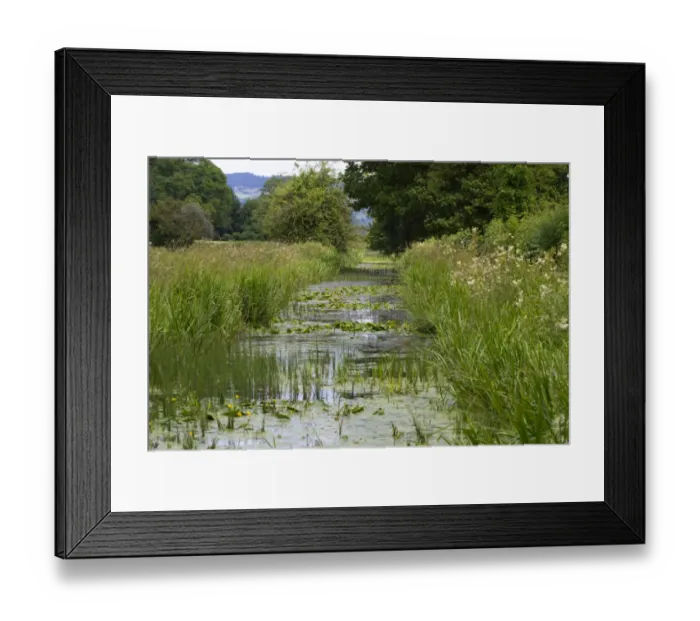 Framed Print : Yellow Waterlily (Nuphar lutea) flowering, growing in disused canal habitat, Montgomery Canal, near Berriew, Powys Framed Print : Yellow Waterlily (Nuphar lutea) flowering, growing in disused canal habitat, Montgomery Canal, near Berriew, Powys