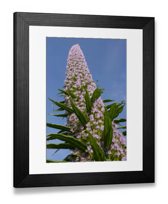 Framed Print : Giant Viper s-bugloss (Echium pininana) close-up of flowerspike, growing in coastal town parkland, Minehead, Somerset Framed Print : Giant Viper s-bugloss (Echium pininana) close-up of flowerspike, growing in coastal town parkland, Minehead, Somerset
