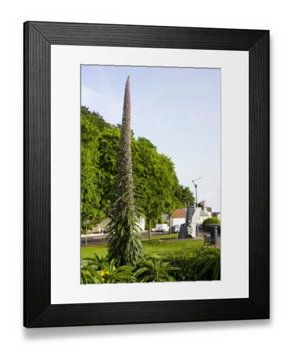 Framed Print : Giant Viper s-bugloss (Echium pininana) flowerspike, growing in coastal town parkland, Minehead, Somerset, England Framed Print : Giant Viper s-bugloss (Echium pininana) flowerspike, growing in coastal town parkland, Minehead, Somerset, England