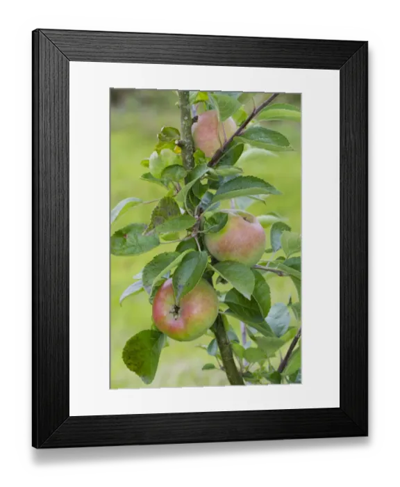 Framed Print : Cultivated Apple (Malus domestica) Court Pendu Plat or Wise Apple, close-up of fruit, on tree in organic orchard Framed Print : Cultivated Apple (Malus domestica) Court Pendu Plat or Wise Apple, close-up of fruit, on tree in organic orchard