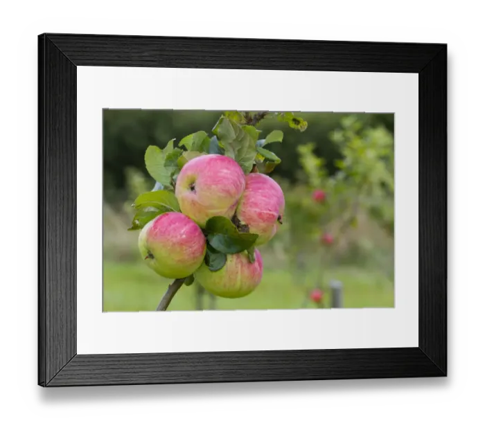 Framed Print : Cultivated Apple (Malus domestica) Rev. W. Wilks, close-up of fruit, on tree in organic orchard, Powys, Wales, August Framed Print : Cultivated Apple (Malus domestica) Rev. W. Wilks, close-up of fruit, on tree in organic orchard, Powys, Wales, August