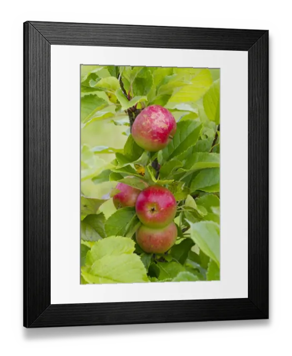 Framed Print : Cultivated Apple (Malus domestica) Sunset, close-up of fruit, on tree in organic orchard, Powys, Wales, August
