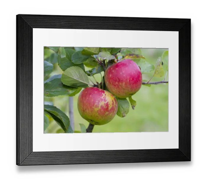 Framed Print : Cultivated Apple (Malus domestica) James Grieve, close-up of fruit, on tree in organic orchard, Powys, Wales, August