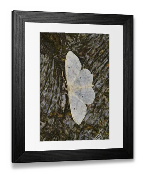 Framed Print : Small Fan-footed Wave (Idaea biselata) adult, resting on bark, Powys, Wales, July Framed Print : Small Fan-footed Wave (Idaea biselata) adult, resting on bark, Powys, Wales, July