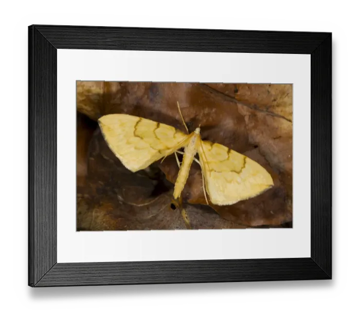 Framed Print : Barred Straw Moth (Eulithis pyraliata) adult, resting on fallen leaves, Powys, Wales, July