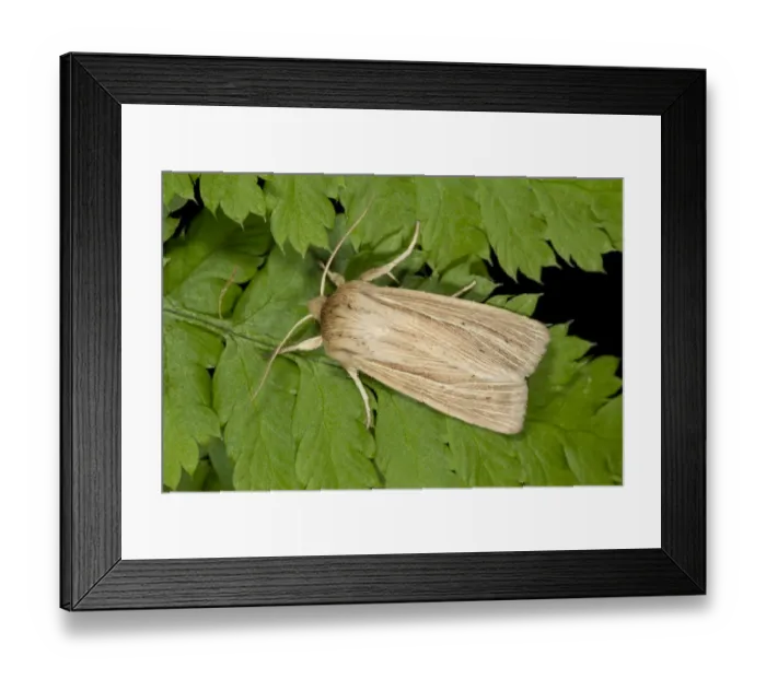 Framed Print : Smoky Wainscot (Mythimna impura) adult, resting on fern leaf, Powys, Wales, July Framed Print : Smoky Wainscot (Mythimna impura) adult, resting on fern leaf, Powys, Wales, July