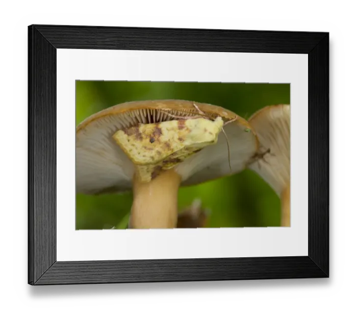 Framed Print : Common Sallow (Xanthia icteritia) adult, resting on fungi, Powys, Wales, September Framed Print : Common Sallow (Xanthia icteritia) adult, resting on fungi, Powys, Wales, September