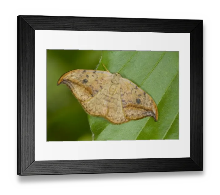 Framed Print : Pebble Hook-tip (Drepana falcataria) adult, resting on beech leaf, Powys, Wales, September Framed Print : Pebble Hook-tip (Drepana falcataria) adult, resting on beech leaf, Powys, Wales, September