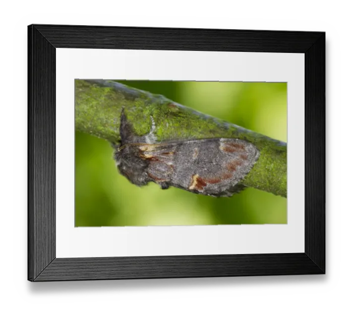 Framed Print : Iron Prominent Moth (Notodonta dromedarius) adult, resting on twig, Powys, Wales, July Framed Print : Iron Prominent Moth (Notodonta dromedarius) adult, resting on twig, Powys, Wales, July