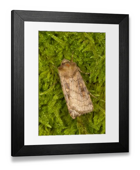 Framed Print : Six-striped Rustic (Xestia sexstrigata) adult, resting on moss, Powys, Wales, July Framed Print : Six-striped Rustic (Xestia sexstrigata) adult, resting on moss, Powys, Wales, July