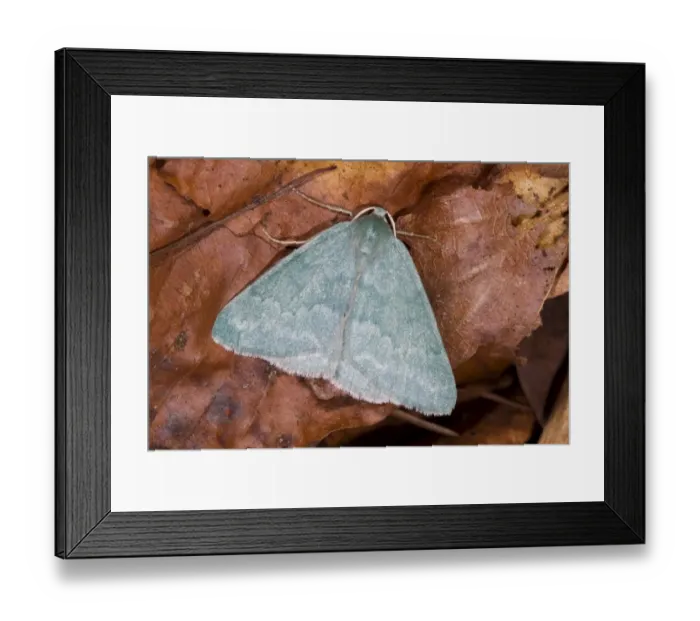 Framed Print : Grass Emerald (Pseudoterpna pruinata) adult, resting on fallen leaves, Powys, Wales, July Framed Print : Grass Emerald (Pseudoterpna pruinata) adult, resting on fallen leaves, Powys, Wales, July