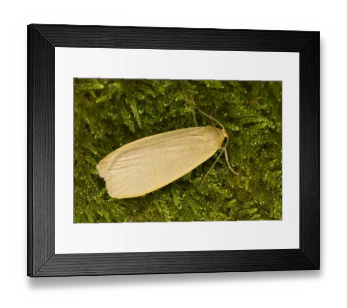 Framed Print : Dingy Footman (Collita griseola) adult, resting on moss, Powys, Wales, July Framed Print : Dingy Footman (Collita griseola) adult, resting on moss, Powys, Wales, July