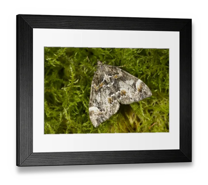 Framed Print : Common Marbled Carpet (Chloroclysta truncata) adult, resting on moss, Powys, Wales, September Framed Print : Common Marbled Carpet (Chloroclysta truncata) adult, resting on moss, Powys, Wales, September