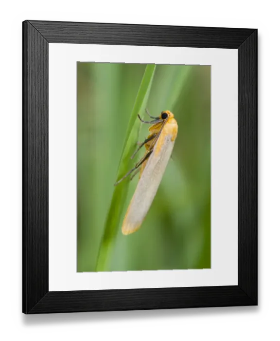 Framed Print : Buff Footman (Katha depressa) adult, resting on grass, Powys, Wales, July Framed Print : Buff Footman (Katha depressa) adult, resting on grass, Powys, Wales, July