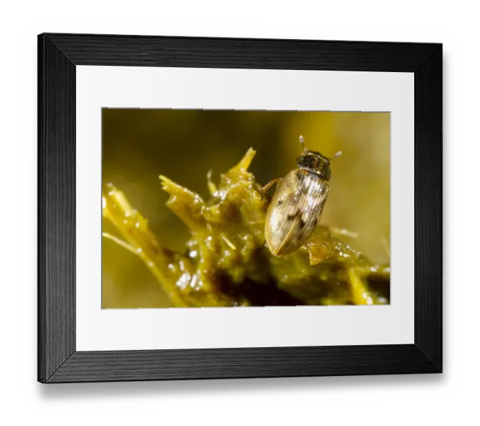 Framed Print : Beetle (Helophorus brevipalpis) adult, on fresh cow dung, Powys, Wales, July Framed Print : Beetle (Helophorus brevipalpis) adult, on fresh cow dung, Powys, Wales, July