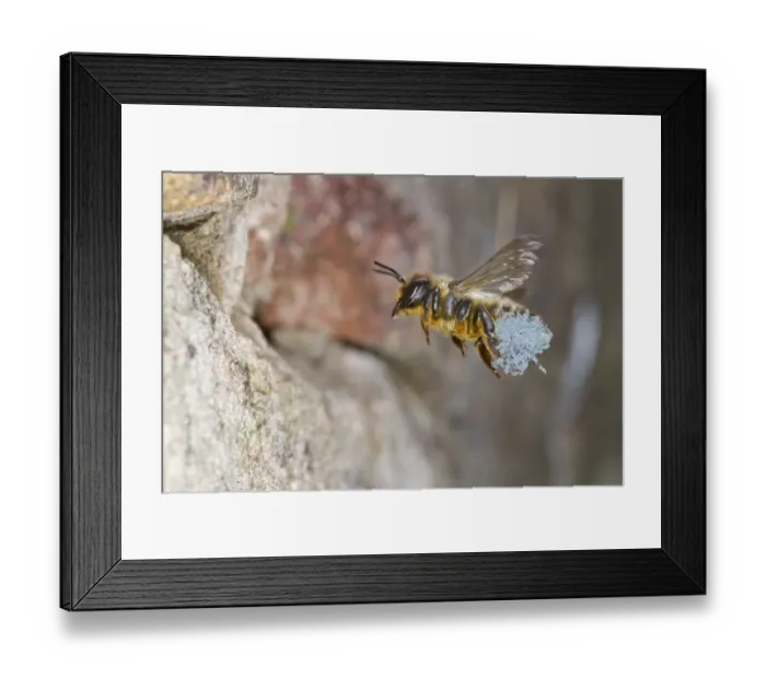 Framed Print : Willoughbys Leafcutter Bee (Megachile willughbiella) adult female, in flight Framed Print : Willoughbys Leafcutter Bee (Megachile willughbiella) adult female, in flight