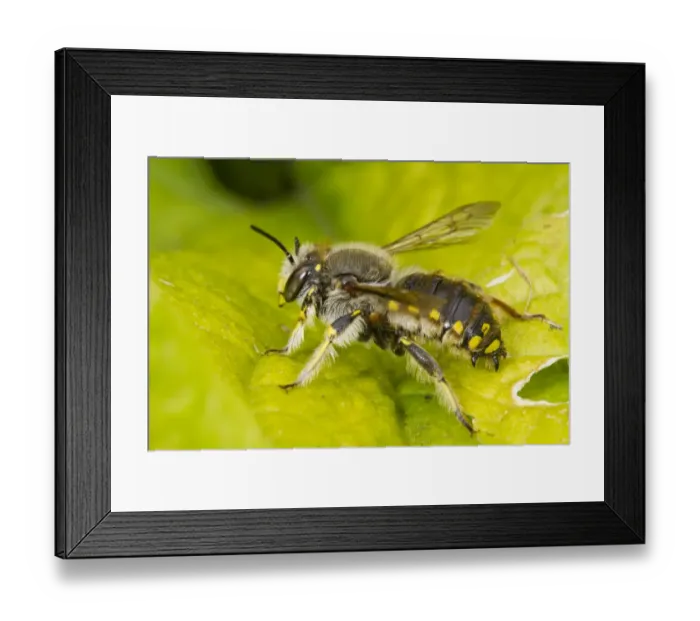Framed Print : Wool Carder Bee (Anthidium manicatum) adult male, resting on leaf, Seaford, East Sussex, England, July Framed Print : Wool Carder Bee (Anthidium manicatum) adult male, resting on leaf, Seaford, East Sussex, England, July