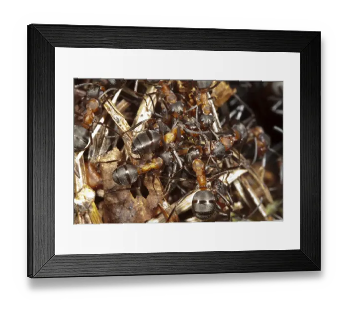 Framed Print : Southern Wood Ant (Formica rufa) adult workers, on surface of nest mound, Exmoor, Somerset, England, May Framed Print : Southern Wood Ant (Formica rufa) adult workers, on surface of nest mound, Exmoor, Somerset, England, May