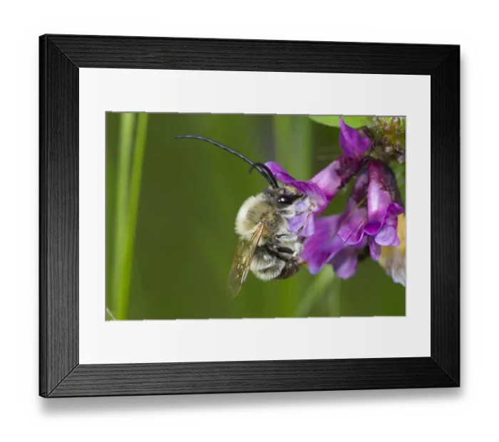 Framed Print : Long-horned Bee (Eucera longicornis) adult male, feeding on vetch flower, Causse de Gramat, Massif Central, Lot Region