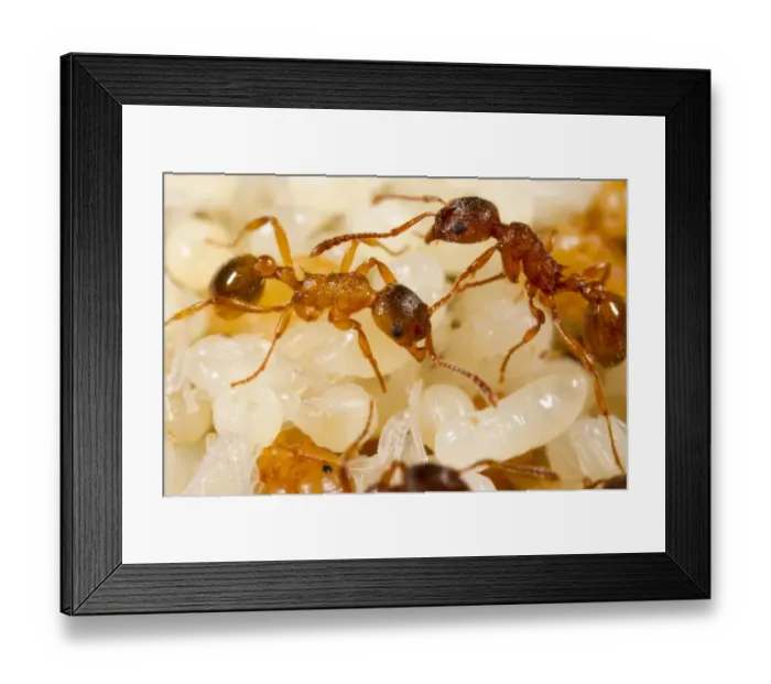 Framed Print : Red Ant (Myrmica rubra) adult workers, tending pupae in nest, Powys, Wales, July Framed Print : Red Ant (Myrmica rubra) adult workers, tending pupae in nest, Powys, Wales, July