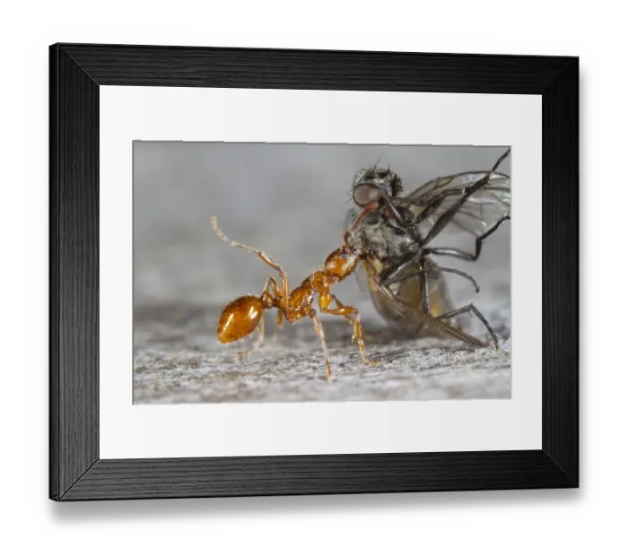 Framed Print : Red Ant (Myrmica rubra) adult worker, dragging dead fly back to nest, Powys, Wales, September Framed Print : Red Ant (Myrmica rubra) adult worker, dragging dead fly back to nest, Powys, Wales, September