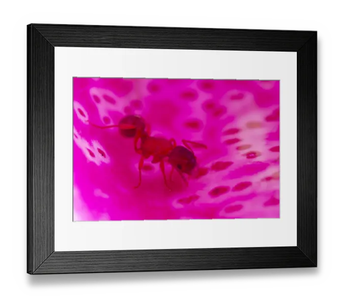 Framed Print : Ant (Myrmica sabuleti) adult worker, exploring fallen Foxglove (Digitalis sp. ) flower, Powys, Wales, June Framed Print : Ant (Myrmica sabuleti) adult worker, exploring fallen Foxglove (Digitalis sp. ) flower, Powys, Wales, June
