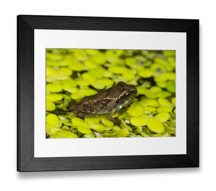 Framed Print : Common Frog (Rana temporaria) froglet, on Duckweed (Lemna sp. ) in garden pond, Seaford, East Sussex, England, July Framed Print : Common Frog (Rana temporaria) froglet, on Duckweed (Lemna sp. ) in garden pond, Seaford, East Sussex, England, July