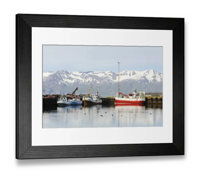Framed Print : Commerical fishing boats and Common Eider (Somateria mollissima) flock in coastal harbour, Husavik, Skjalfandi Bay Framed Print : Commerical fishing boats and Common Eider (Somateria mollissima) flock in coastal harbour, Husavik, Skjalfandi Bay