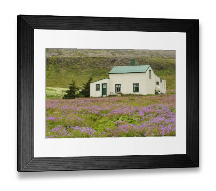 Framed Print : View of house amongst wildflowers, Hornstrandir, Westfjords, Iceland, July Framed Print : View of house amongst wildflowers, Hornstrandir, Westfjords, Iceland, July