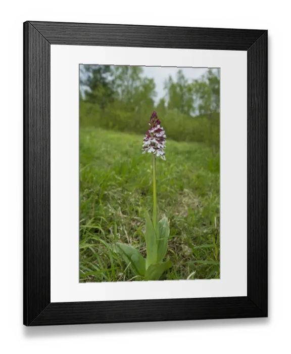 Framed Print : Lady Orchid (Orchis purpurea) flowerspike, Kent, England, May Framed Print : Lady Orchid (Orchis purpurea) flowerspike, Kent, England, May