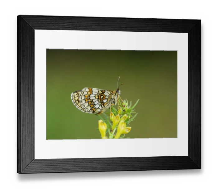 Framed Print : Heath Fritillary (Melitaea athalia) adult, resting on Common Cow-wheat (Melampyrum pratense) larval foodplant