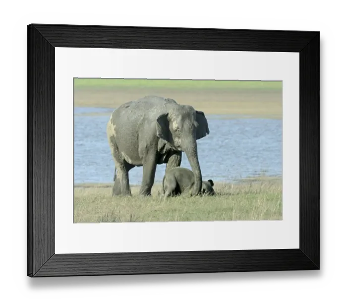 Framed Print : Asian Elephant (Elephas maximus indicus) adult female and calf, with adult female attempting to lift grounded calf Framed Print : Asian Elephant (Elephas maximus indicus) adult female and calf, with adult female attempting to lift grounded calf