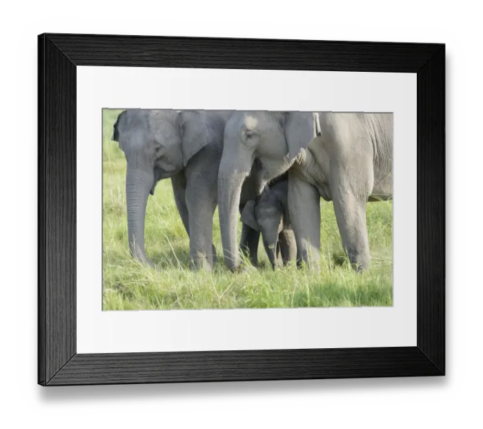 Framed Print : Asian Elephant (Elephas maximus indicus) two adult females and calf, with calf protected between adult females Framed Print : Asian Elephant (Elephas maximus indicus) two adult females and calf, with calf protected between adult females