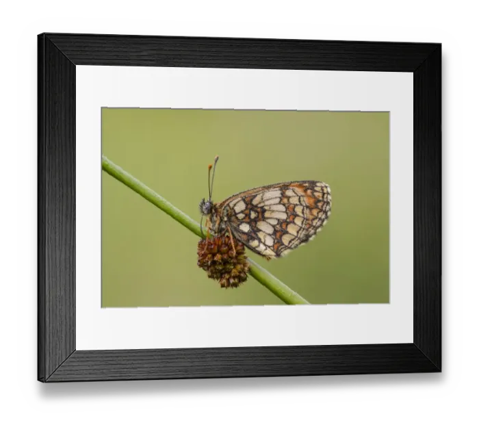 Framed Print : Heath Fritillary (Melitaea athalia) adult, covered in dew, resting on stem, East Blean Woods National Nature Reserve