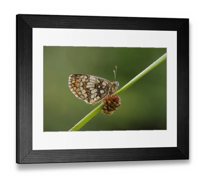 Framed Print : Heath Fritillary (Melitaea athalia) adult, resting on stem, East Blean Woods National Nature Reserve, Kent, England Framed Print : Heath Fritillary (Melitaea athalia) adult, resting on stem, East Blean Woods National Nature Reserve, Kent, England