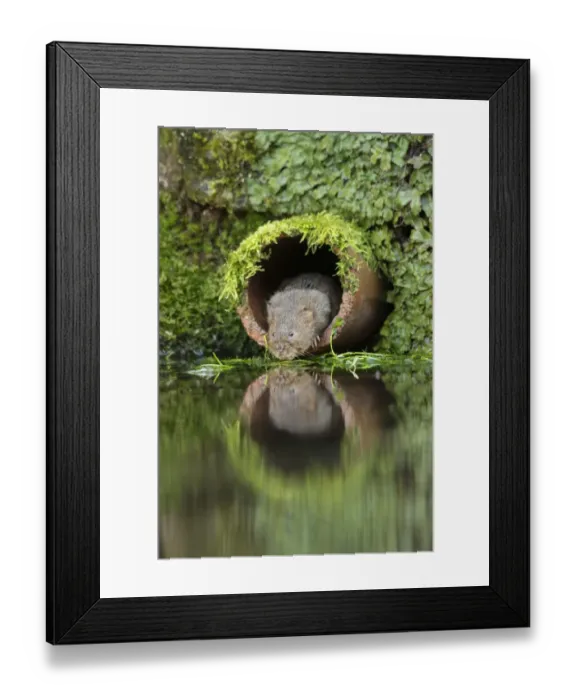 Framed Print : Water Vole (Arvicola amphibius) adult, emerging from drainage pipe, Kent, England, December