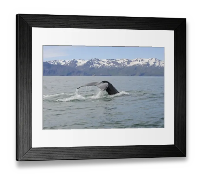 Framed Print : Humpback Whale (Megaptera novaeangliae) adult, tail flukes at surface of sea, Skjalfandi Bay, Iceland, July Framed Print : Humpback Whale (Megaptera novaeangliae) adult, tail flukes at surface of sea, Skjalfandi Bay, Iceland, July