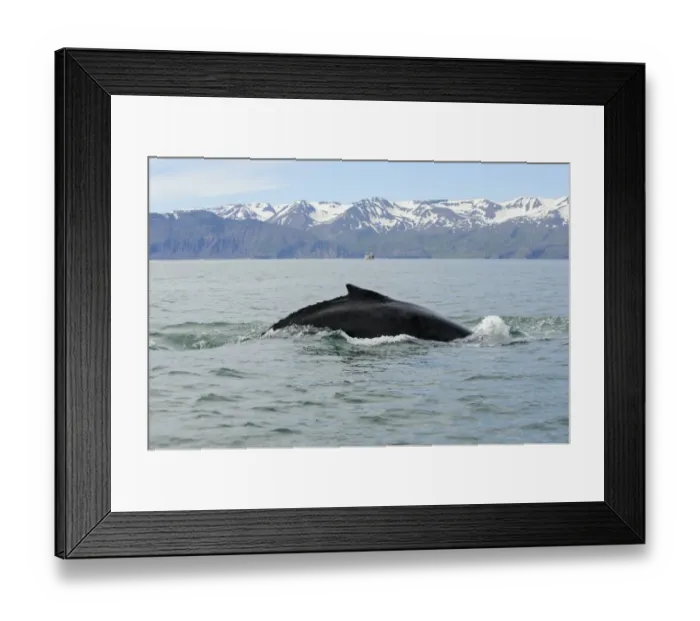 Framed Print : Humpback Whale (Megaptera novaeangliae) adult, dorsal fin at surface of sea, Skjalfandi Bay, Iceland, July Framed Print : Humpback Whale (Megaptera novaeangliae) adult, dorsal fin at surface of sea, Skjalfandi Bay, Iceland, July