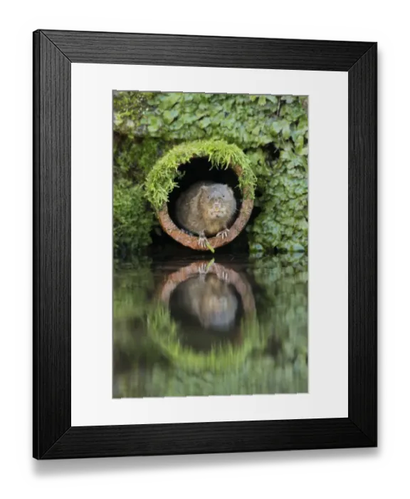 Framed Print : Water Vole (Arvicola amphibius) adult, emerging from drainage pipe, Kent, England, December Framed Print : Water Vole (Arvicola amphibius) adult, emerging from drainage pipe, Kent, England, December