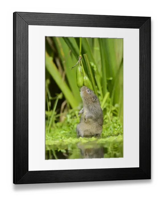 Framed Print : Water Vole (Arvicola amphibius) adult, feeding on Yellow Iris (Iris pseudacorus) seedpods, Kent, England, September Framed Print : Water Vole (Arvicola amphibius) adult, feeding on Yellow Iris (Iris pseudacorus) seedpods, Kent, England, September