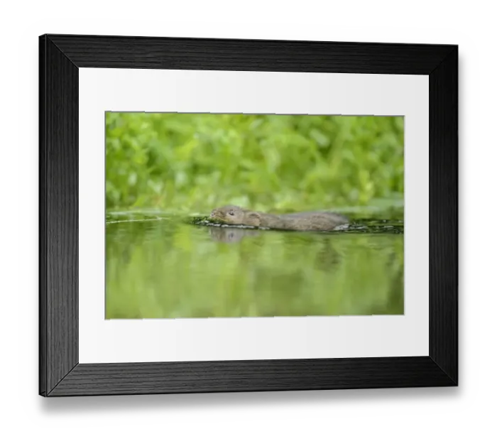 Framed Print : Water Vole (Arvicola amphibius) adult, swimming, Kent, England, September