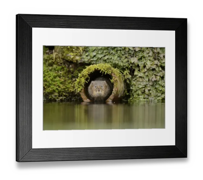 Framed Print : Water Vole (Arvicola amphibius) adult, emerging from drainage pipe, Kent, England, March Framed Print : Water Vole (Arvicola amphibius) adult, emerging from drainage pipe, Kent, England, March