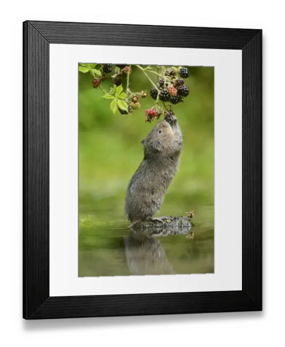 Framed Print : Water Vole (Arvicola amphibius) adult, feeding on Bramble (Rubus fruticosus) berries, Kent, England, September