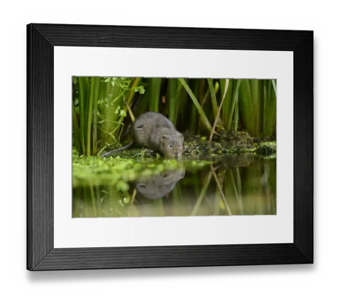 Framed Print : Water Vole (Arvicola amphibius) adult, standing at edge of water, Kent, England, September Framed Print : Water Vole (Arvicola amphibius) adult, standing at edge of water, Kent, England, September