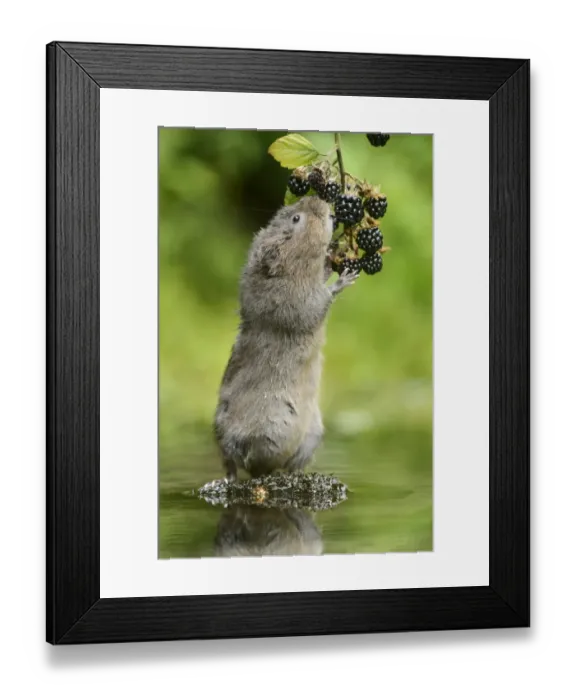 Framed Print : Water Vole (Arvicola amphibius) adult, feeding on Bramble (Rubus fruticosus) berries, Kent, England, September Framed Print : Water Vole (Arvicola amphibius) adult, feeding on Bramble (Rubus fruticosus) berries, Kent, England, September
