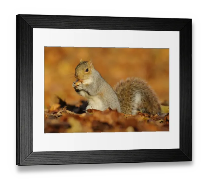 Framed Print : Eastern Grey Squirrel (Sciurus carolinensis) introduced species, adult, with nut in mouth, amongst fallen leaves, Kent Framed Print : Eastern Grey Squirrel (Sciurus carolinensis) introduced species, adult, with nut in mouth, amongst fallen leaves, Kent