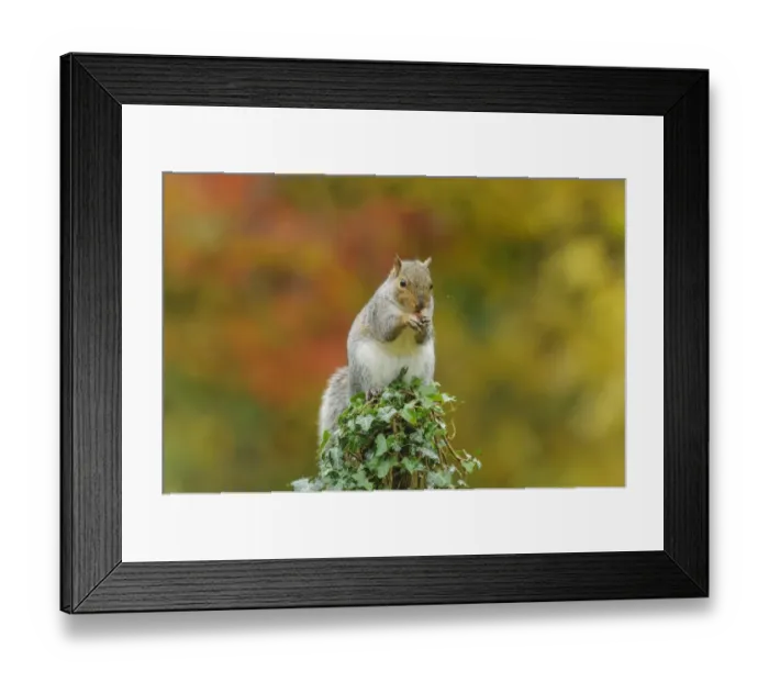 Framed Print : Eastern Grey Squirrel (Sciurus carolinensis) introduced species, adult, feeding on nut, sitting on ivy covered stump Framed Print : Eastern Grey Squirrel (Sciurus carolinensis) introduced species, adult, feeding on nut, sitting on ivy covered stump